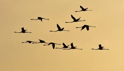 Photo sur Plexiglas Flamant Flamingos flying at sunset, silhouette.
