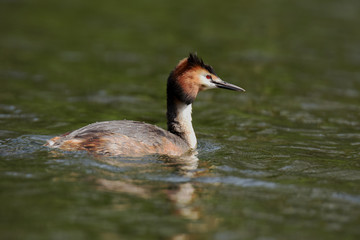 Great Crested Grebe, Podiceps cristatus