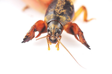 Mole cricket isolated on white background (Gryllotalpidae)