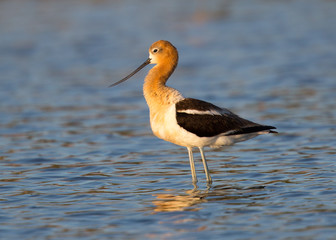 Young avocet in a swamp in North California