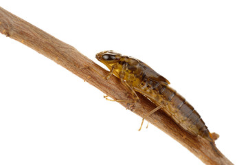 Dragonfly larvae