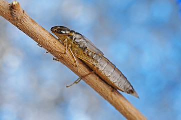 Dragonfly larvae