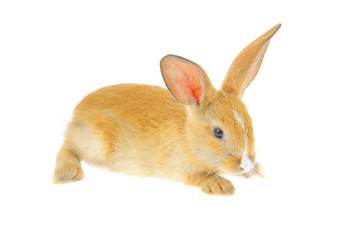 Obraz premium The rabbit in a white background