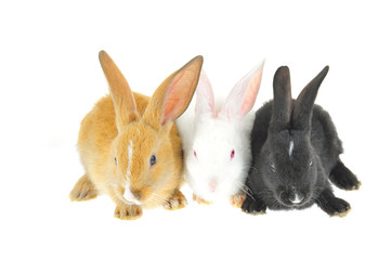 The rabbit in a white background