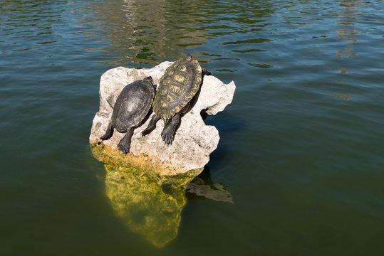 Two turtles on the rock in the water tanning themselves
