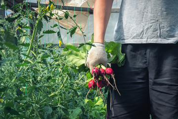 Fototapeta premium Man holding on hand fresh ripe radish. Harvesting. Natural organic vegan food