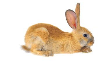 Obraz premium The rabbit in a white background