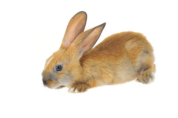 Obraz premium The rabbit in a white background