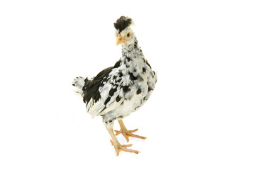 Chicken, chicken wing on a white background