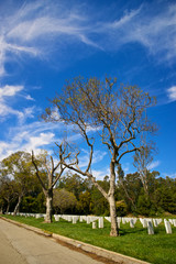 Roadside Trees in Memorial Cemetery