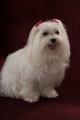 Maltese / Maltese with red bows sitting in chair