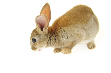 The rabbit in a white background