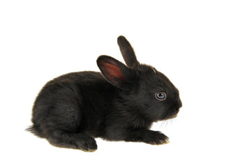 Obraz premium The rabbit in a white background