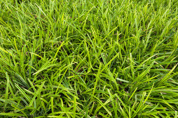 Natural Soft Green leaves texture