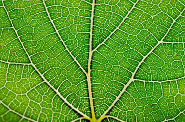 Obraz premium Leaf background, Close up view of green leaf and leaf veins
