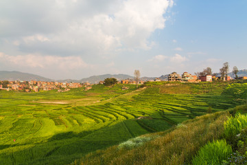 Fototapeta na wymiar Wheat field and countryside scenery in urban area in Nepal