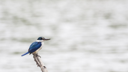 Beautiful Collared kingfisher perch on riverside