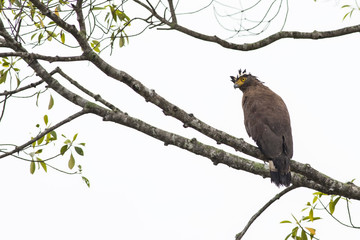Special hairstyle Crested Sepent-Eagle on  a perch