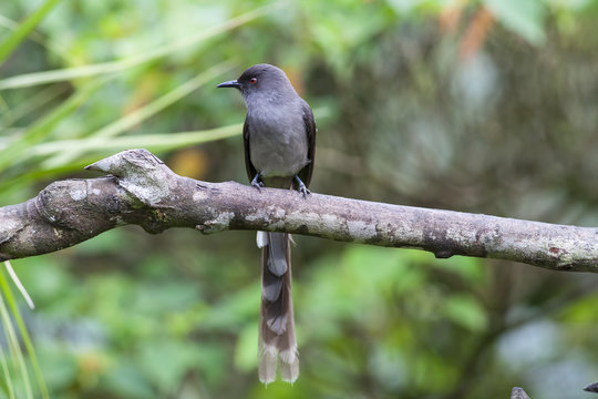 Front profile of long-tailed sibia