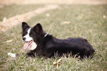 Fototapeta premium Shepherd