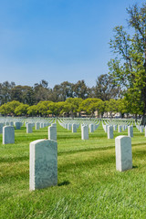 Field of White Headstones