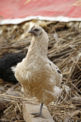 In the courtyard of the chicken