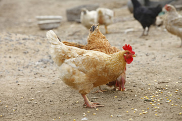 In the courtyard of the chicken