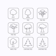 Pine tree, maple and oak icons. Christmas tree.