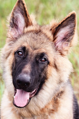 German Shepherd Dog