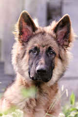German Shepherd Portrait