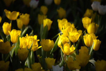 Obraz premium Yellow tulips