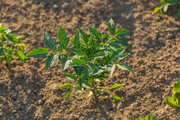 Tomatoe bush growing in summer garden