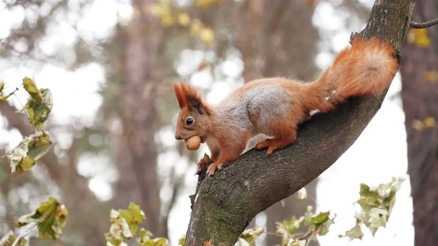 squirrel in the forest eating nut