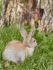 Naklejka na ściany i meble Cute little bunny sitting on green grass