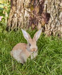 Cute little bunny sitting on green grass