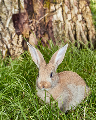 Naklejka na ściany i meble Cute little bunny sitting on green grass