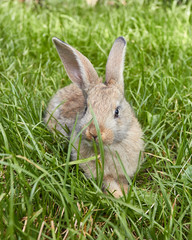 Cute little bunny sitting on green grass