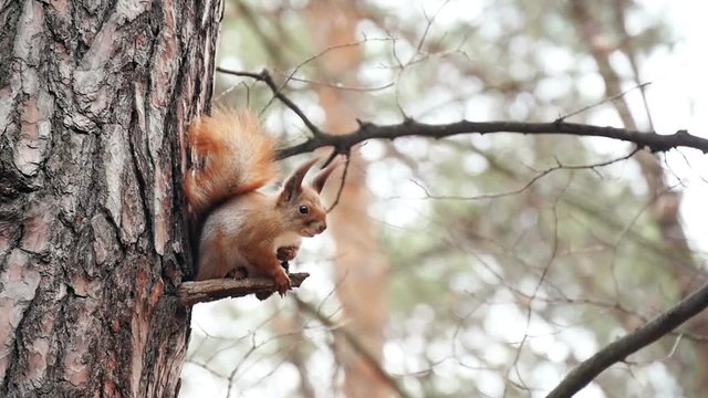 squirrel jumping from branch to branch on a tree in the forest,
slow motion