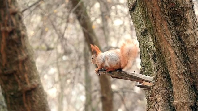squirrel jumping from branch to branch on a tree in the forest,
slow motion