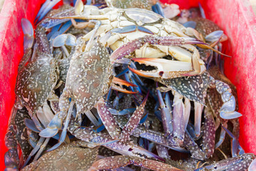crabs in a basket for buyer