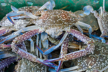 crabs in a green basket for buy