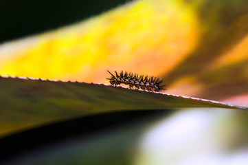 Lovely little brown caterpillar in the jungle. Costa Rica