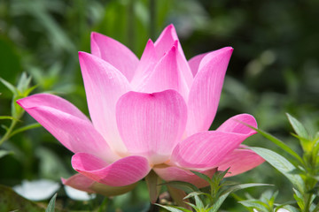 Obraz premium Indian Lotus, Sacred Lotus, Bean of India