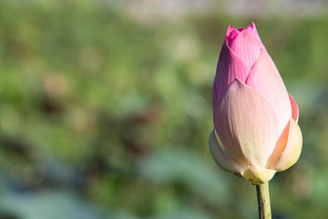 pink lotus, Indian Lotus, Sacred Lotus, Bean of India