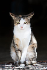 cat sitting on mat in the morning light