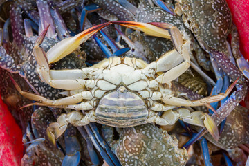 fresh crabs in a basket for buyer