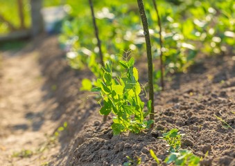 Young pea growing in garden