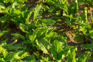 Spinach growing in garden.