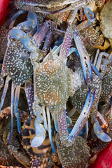 crabs in a red basket for buy