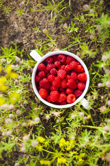 Plate with raspberries.